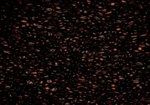 Whole Bean Coffee
