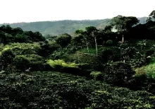 Single Origin  Coffee