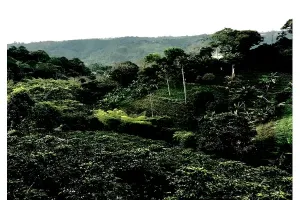 Single Origin  Coffee